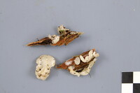 Pleurocybella porrigens image